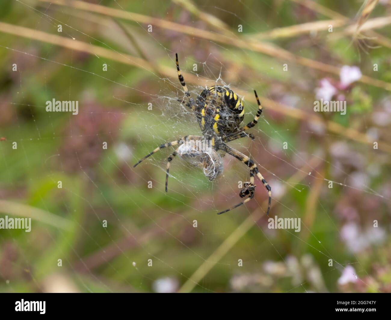 Argiope bruennichi a Wasp Spider in its web. Stock Photo