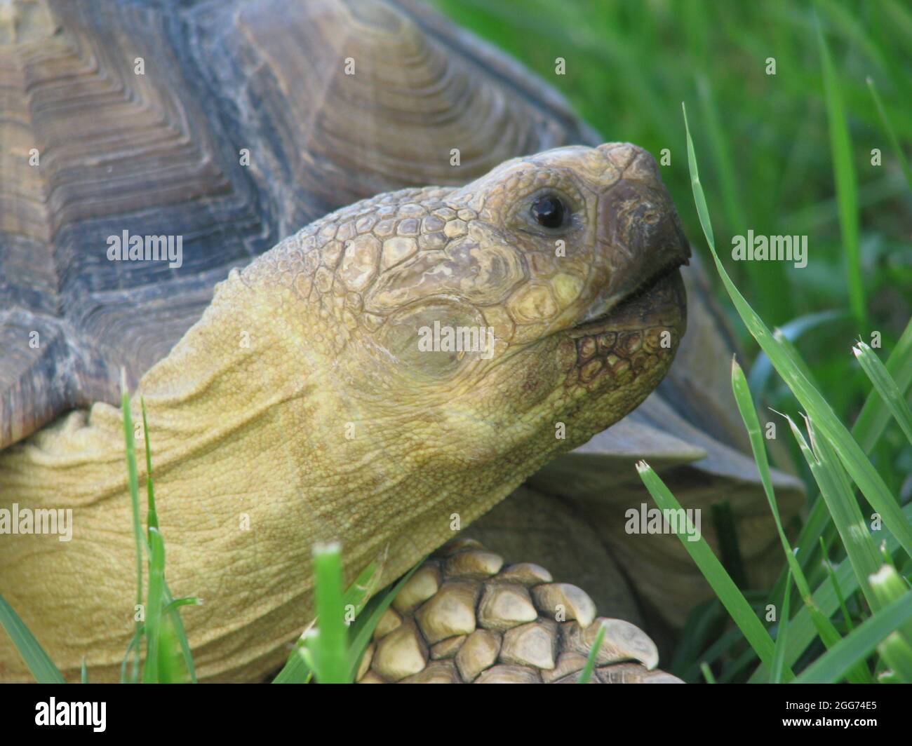 African spur turtle Stock Photo - Alamy