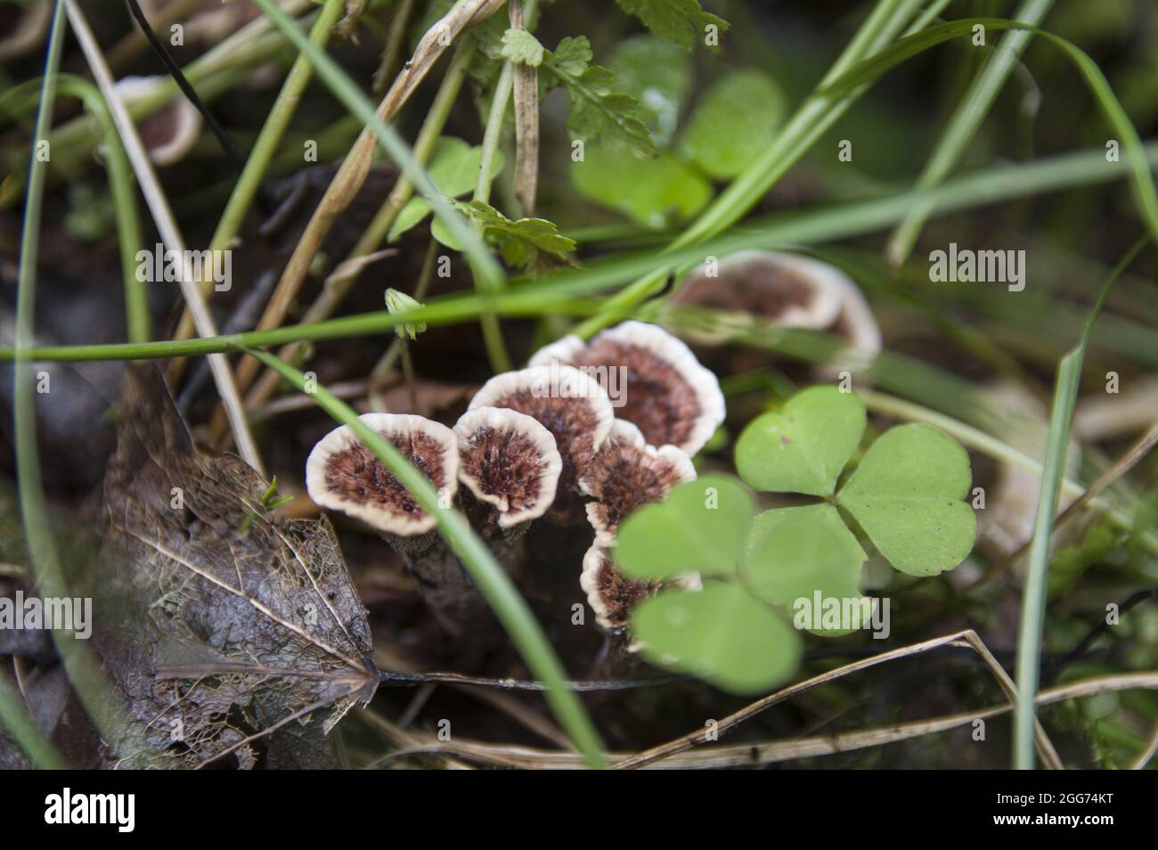 Interesting family of white-brown inedible mushrooms growing in tall grass near clovers and fallen autumn leaves in a dark Latvian forest Stock Photo