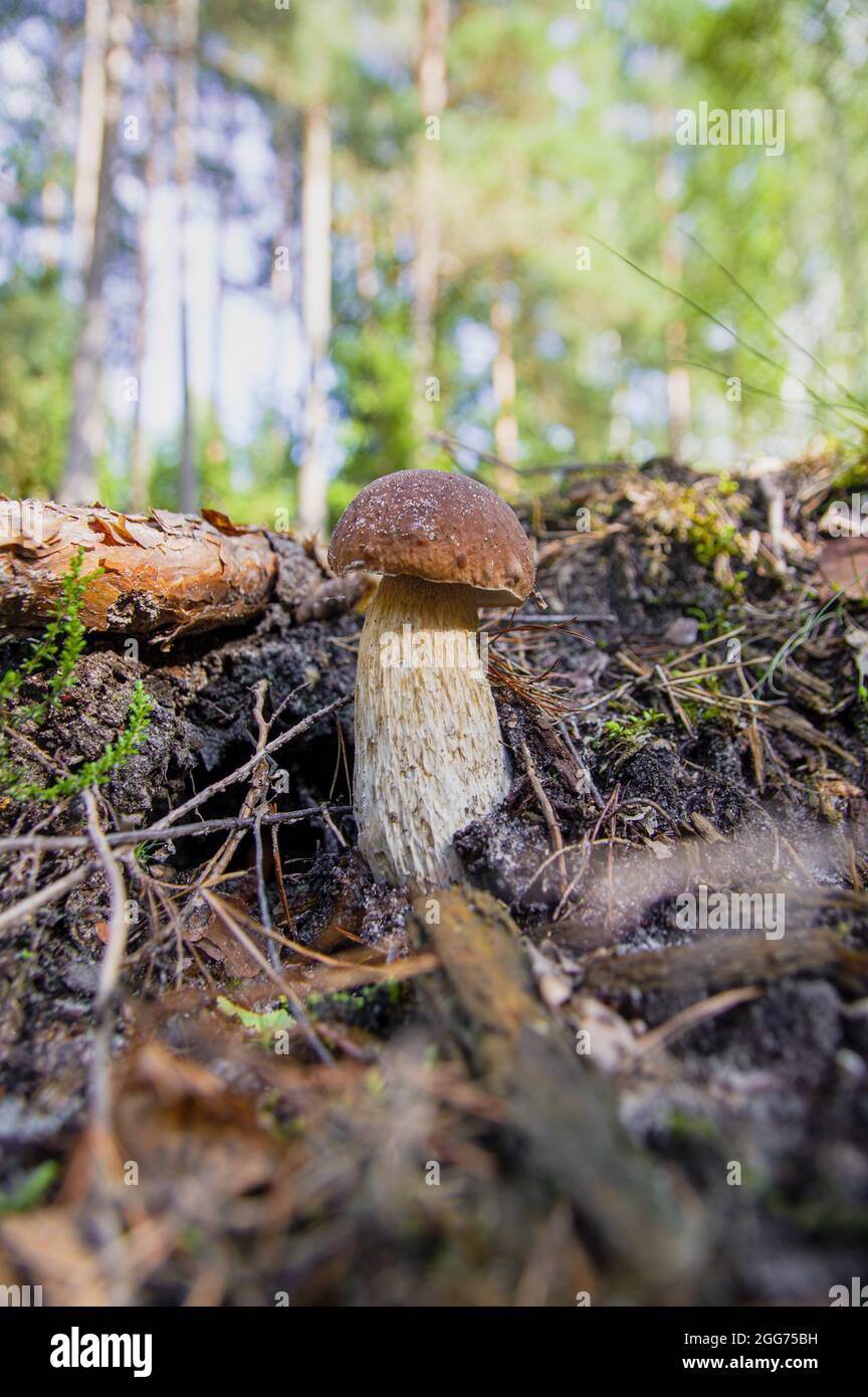 Small beautiful white mushroom boletus with beautiful texture growing in fallen twigs in a light autumn Latvian forest Stock Photo