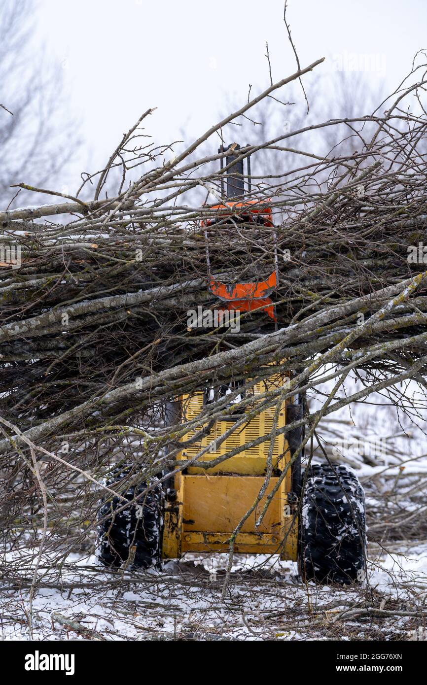 Front view to mini skid steer grapple full of tree branches. Winter time around. Stock Photo