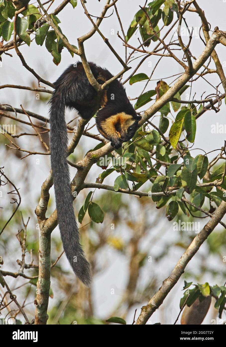 Black Giant Squirrel (Ratufa bicolor) adult hanging from branch feeding on fruit Kaeng Krachan NP, Thailand                November Stock Photo