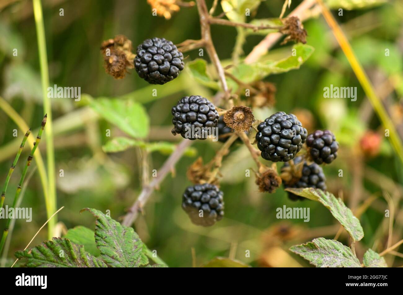 Wild blackberry plant that grows on the banks of rivers. Stock Photo