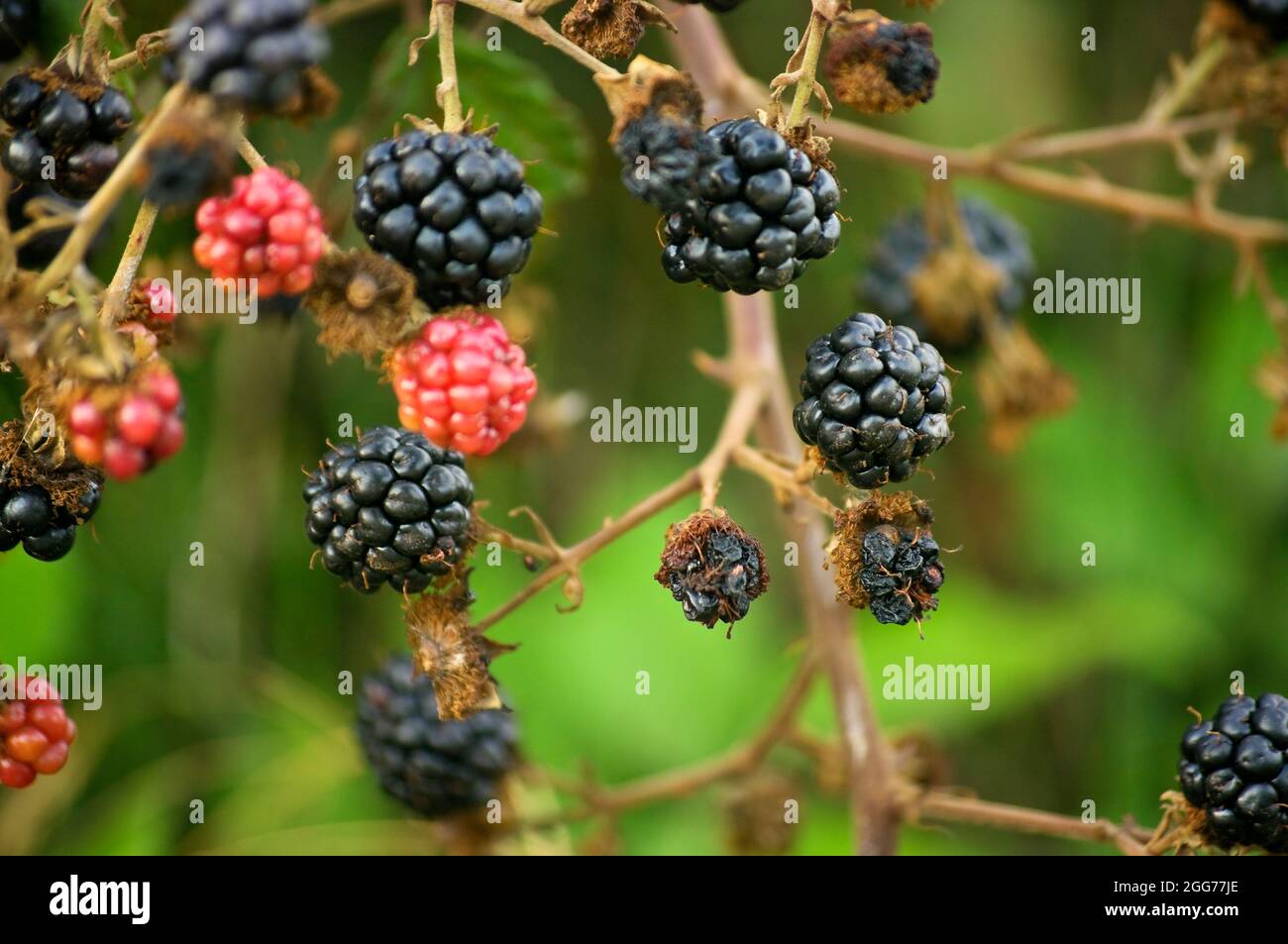 Black raspberry or wild blackberries on the Mediterranean coast. Stock Photo