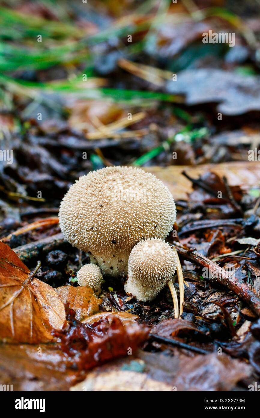 Lycoperdon - a genus of puffball mushrooms in the forest Stock Photo