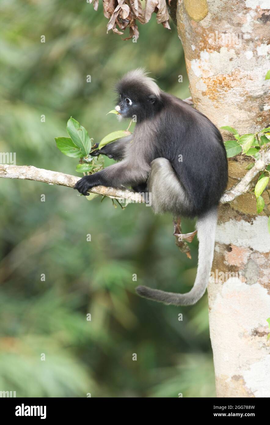 Dusky Langur (Trachypithecus obscurus) adult sitting in tree eating leaves Kaeng Krachan NP, Thailand         January Stock Photo