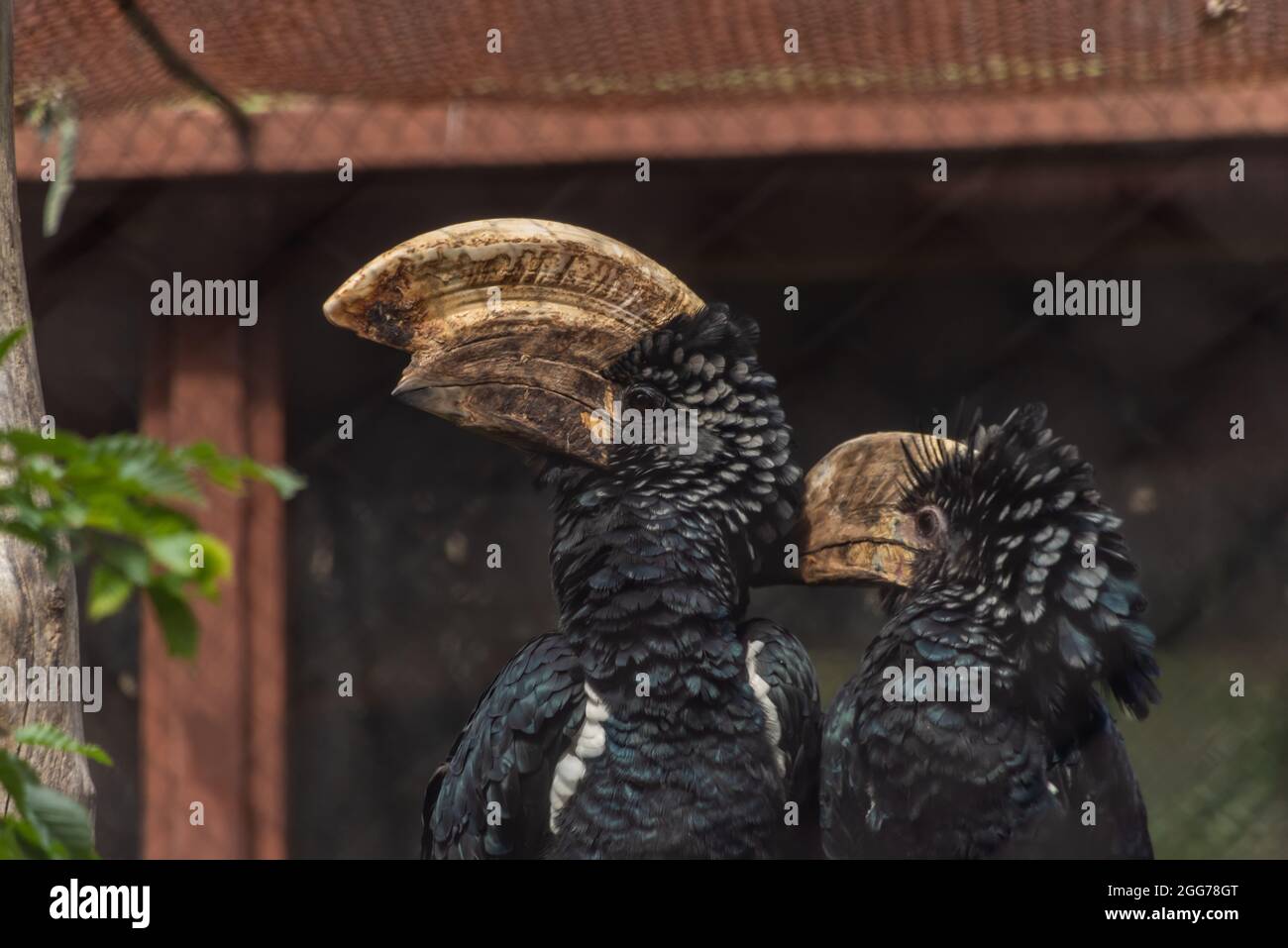 Bycanistes brevis black bird with big beak like wooden Stock Photo