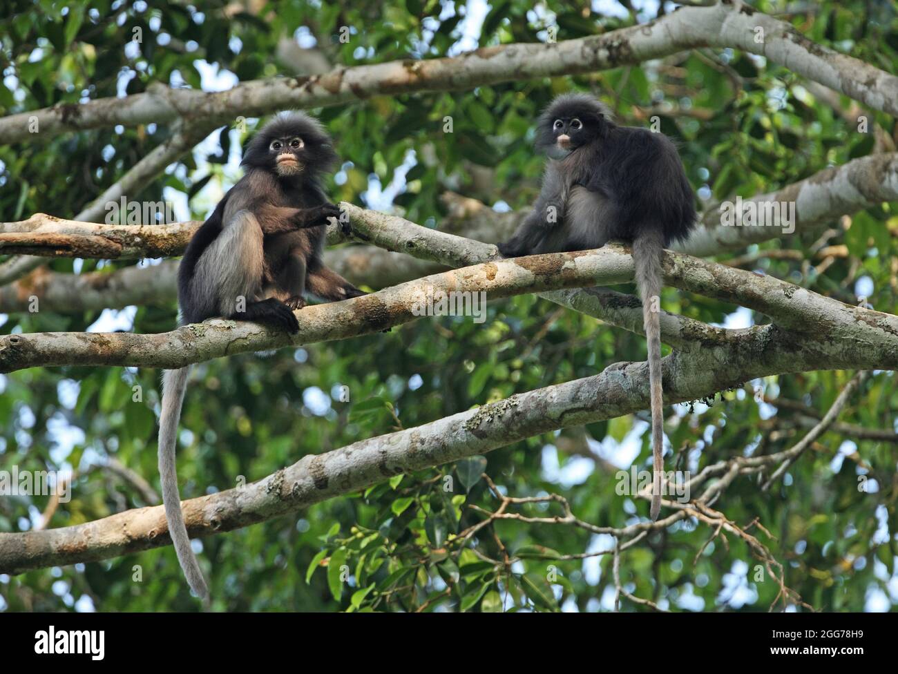 Dusky Langur (Trachypithecus obscurus) adult female and juvenile sitting in tree. Kaeng Krachan NP, Thailand         January Stock Photo