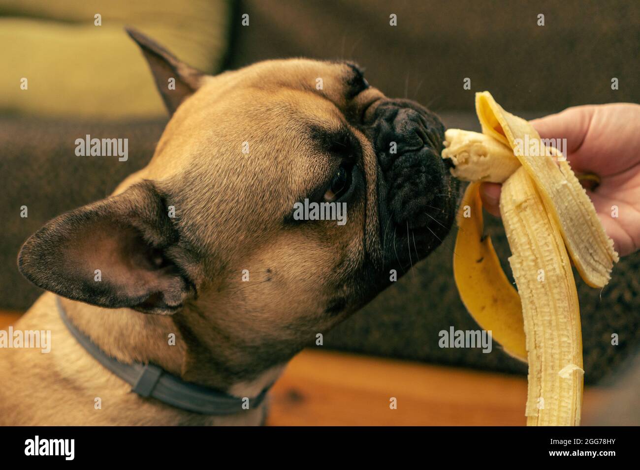 Bulldog eats hot sale