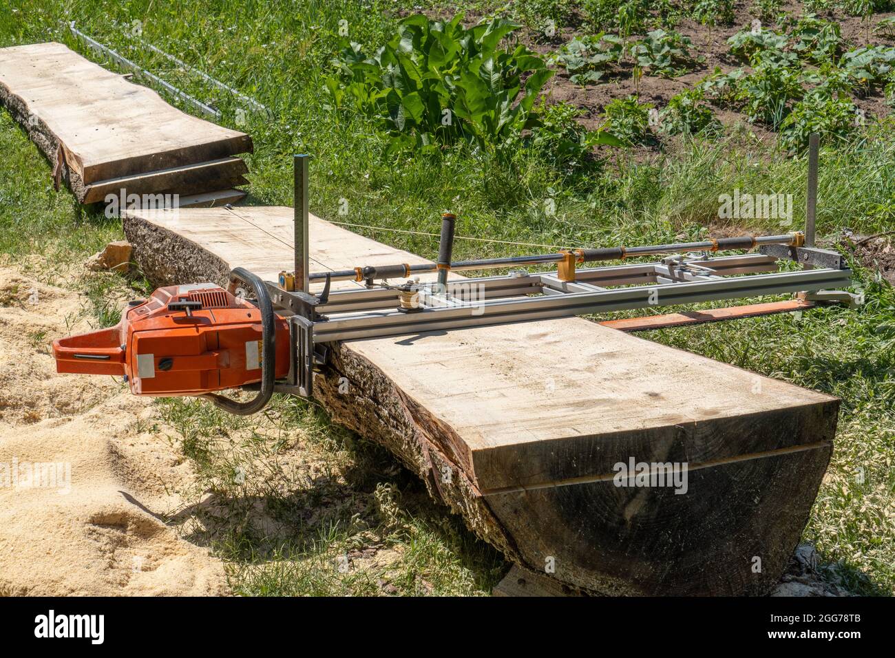 sawing a large log tree lying on the ground using a chainsaw mill Stock