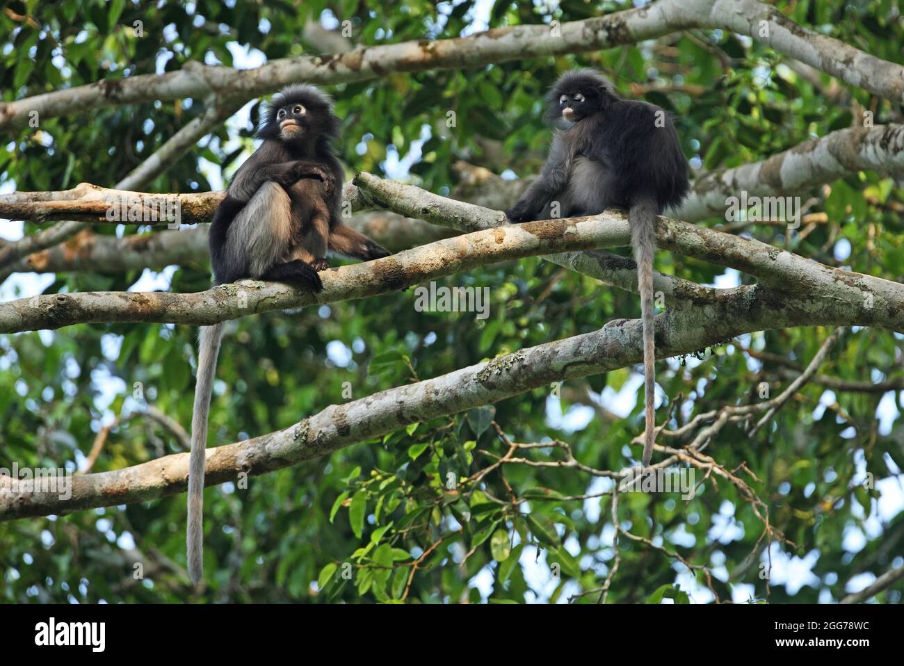 Dusky Langur (Trachypithecus obscurus) adult female and juvenile sitting in tree. Kaeng Krachan NP, Thailand         January Stock Photo