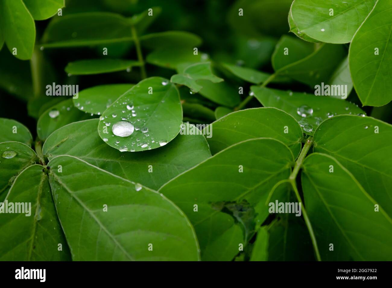 Raindrop on the leaf of sickle senna plant during rainy season. Used selective focus. Stock Photo