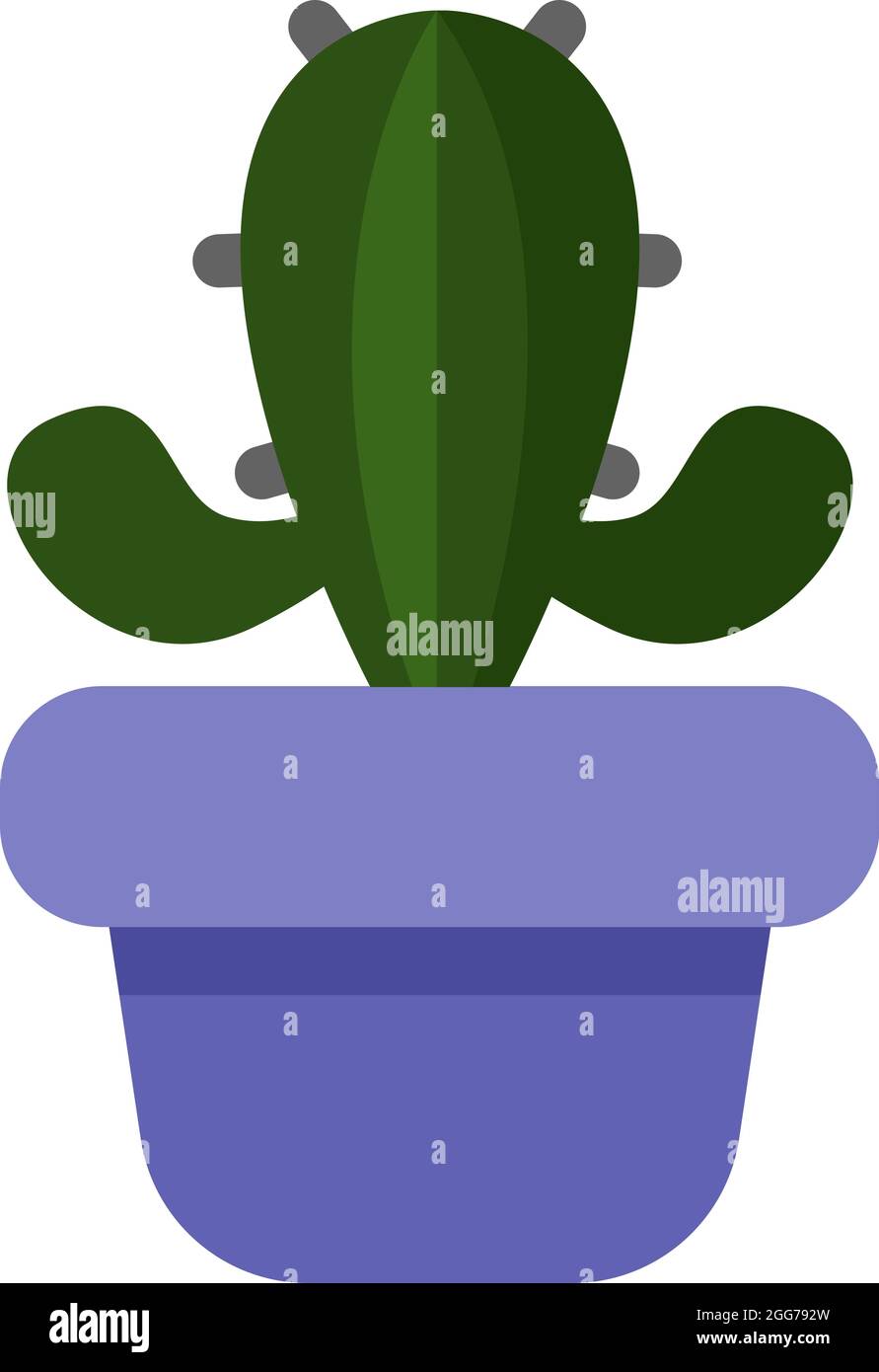 Teddy bear cholla cactus in a purple pot, icon illustration, vector on ...