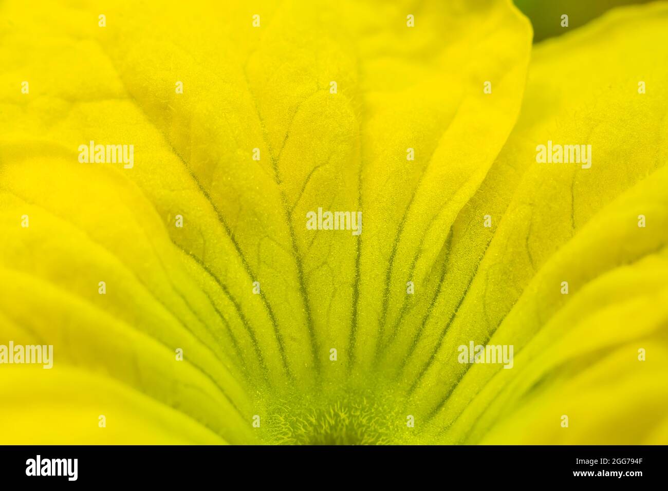 Yellow colored fresh melon flower abstract close up of petals with natural patterns. Used selective focus. Stock Photo