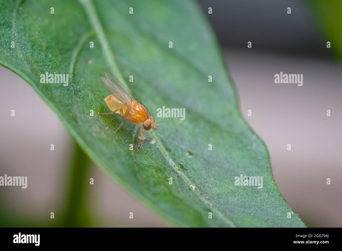 Macro photo of Little yellow-orange fly on the leaf of the plant. Used selective focus. Stock Photo