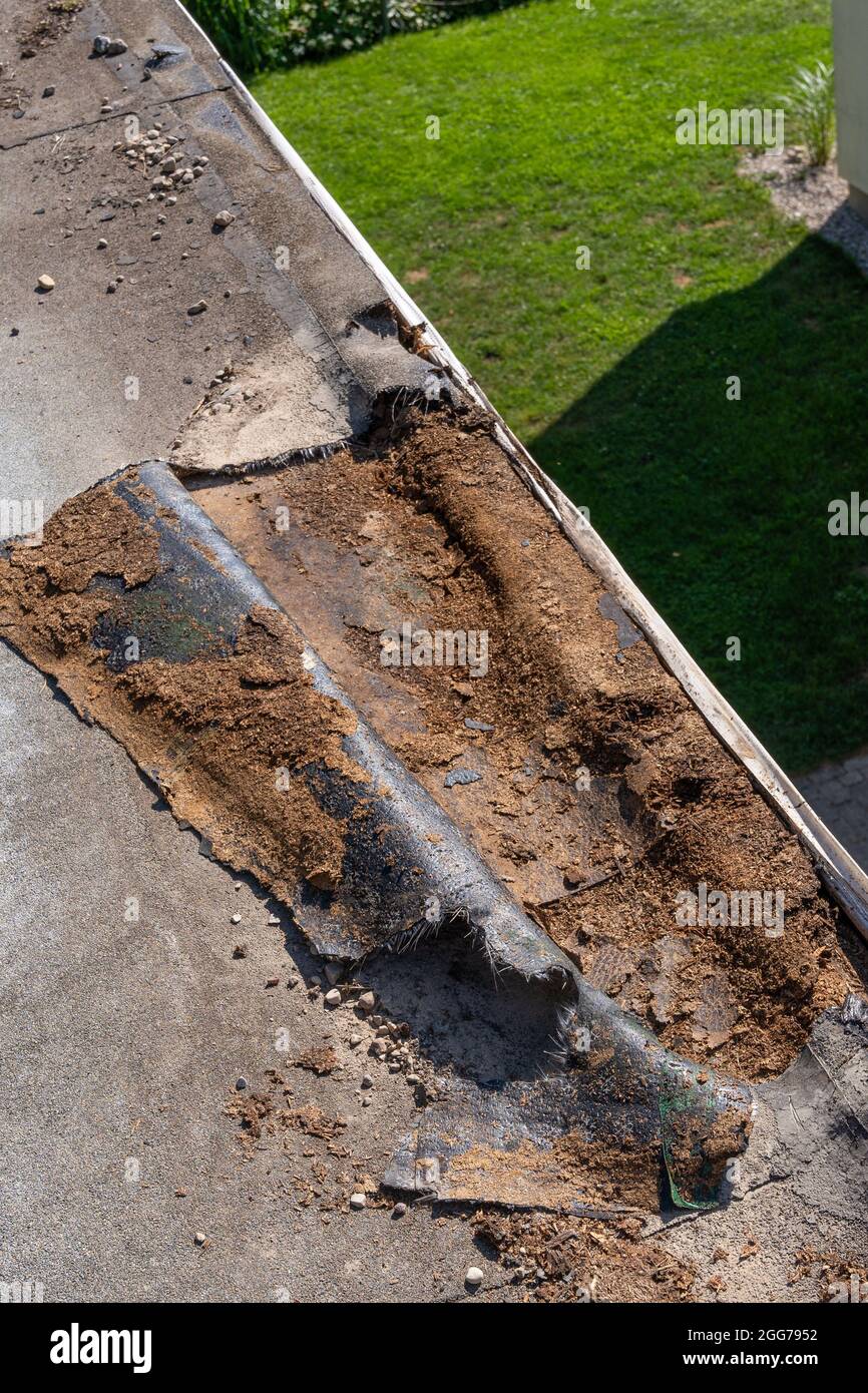 defectation - damaged roof waterproofing and broken OSB boards open ...