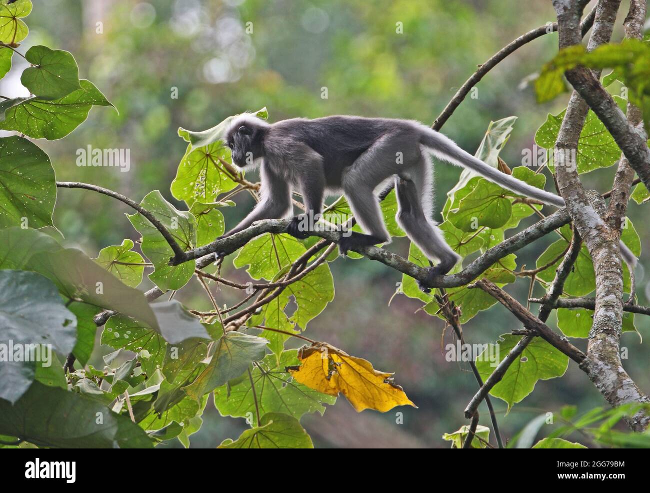 Dusky Langur (Trachypithecus obscurus) male climbing along branch Kaeng Krachan NP, Thailand         November Stock Photo