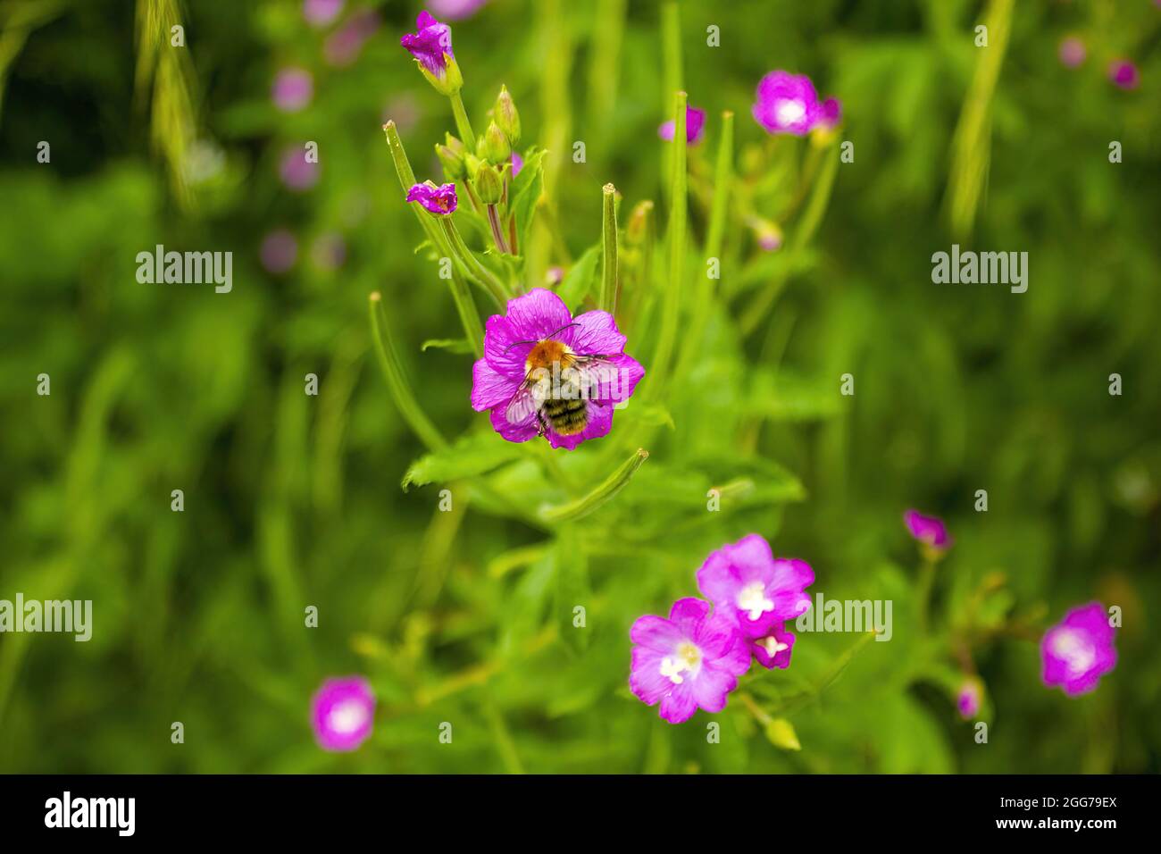 A bee sipping nectar from a pink Calandrinia flower in the meadow Stock Photo