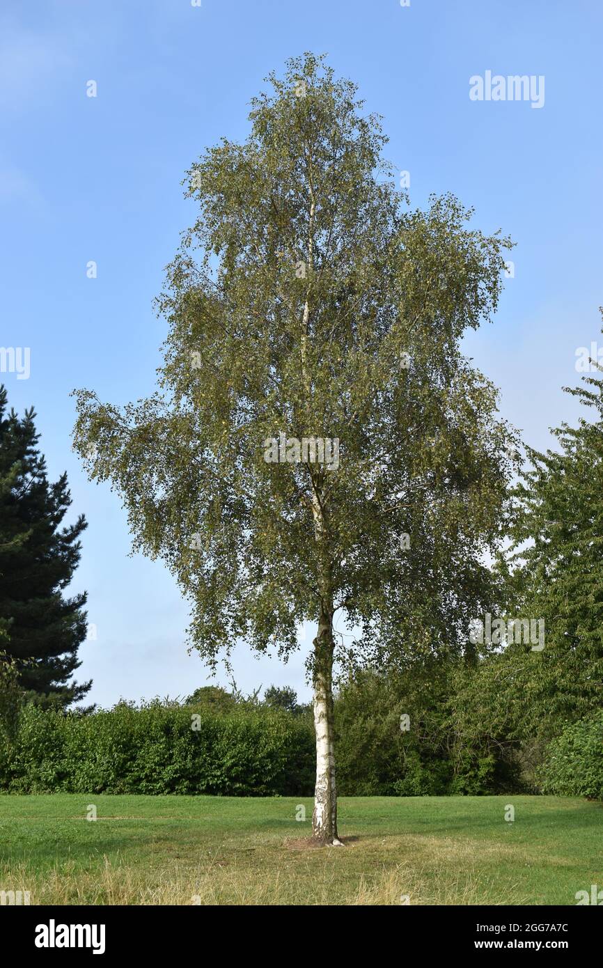 Silver birch tree (Betula pendula) in Tattenhoe Valley Park in Milton Keynes. Stock Photo