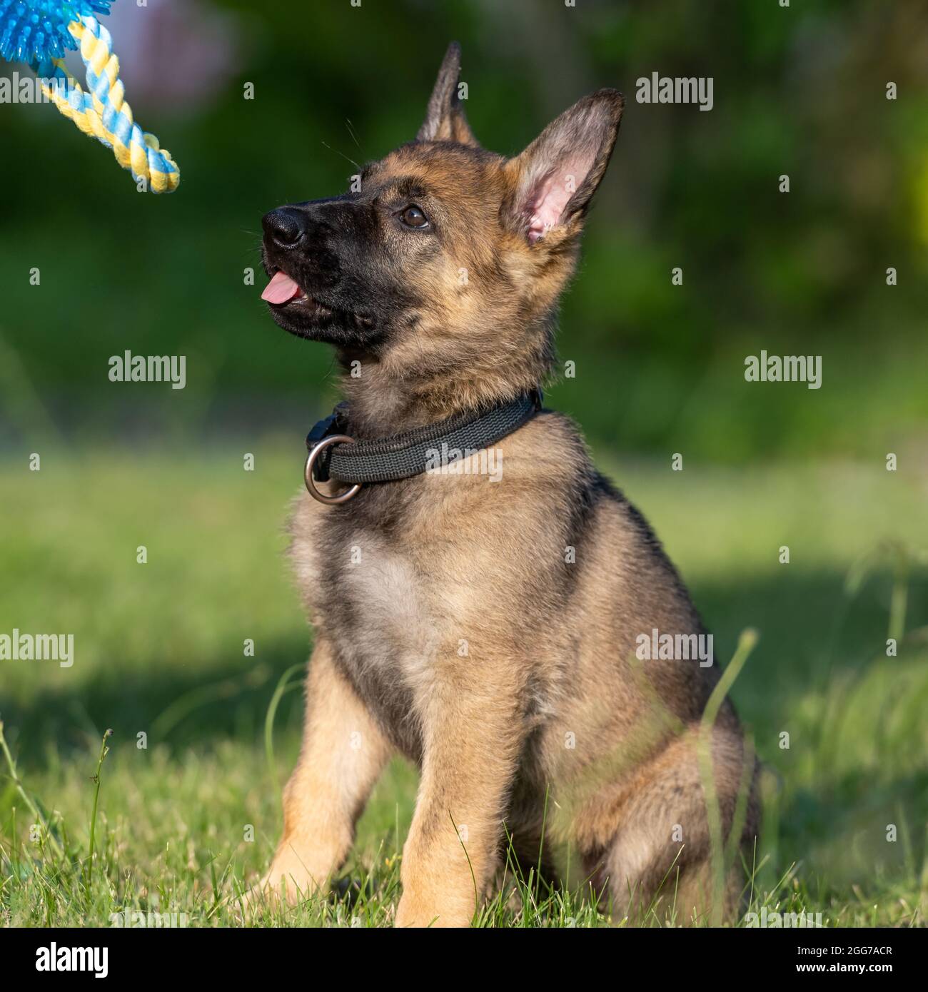 dog portrait of an eight weeks old german shepherd puppy with a green grass background sable colored working line breed 2GG7ACR