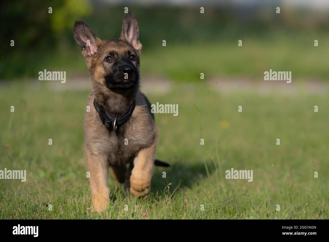Dog Portrait Of An Eight Weeks Old German Shepherd Puppy With A Green Grass Background Sable Colored Working Line Breed Stock Photo Alamy
