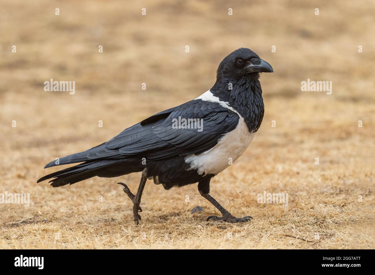 White-browed Sparrow-weaver - Plocepasser mahali, beautiful colorfull weaver from African bushes and woodlands, lake Ziway, Ethiopia. Stock Photo