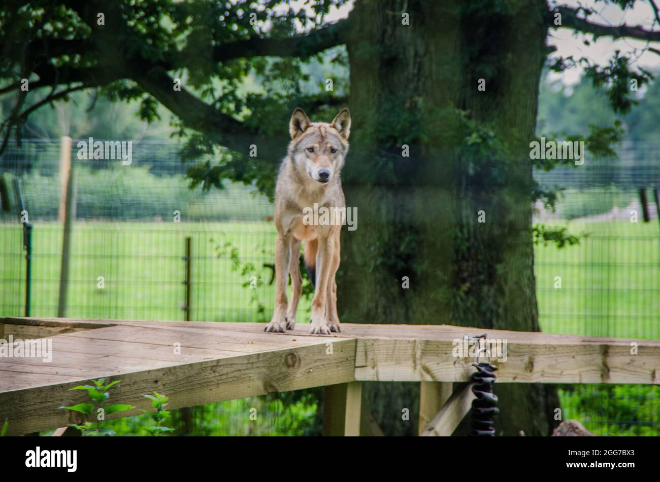 animals at the scottish deer centre Stock Photo Alamy