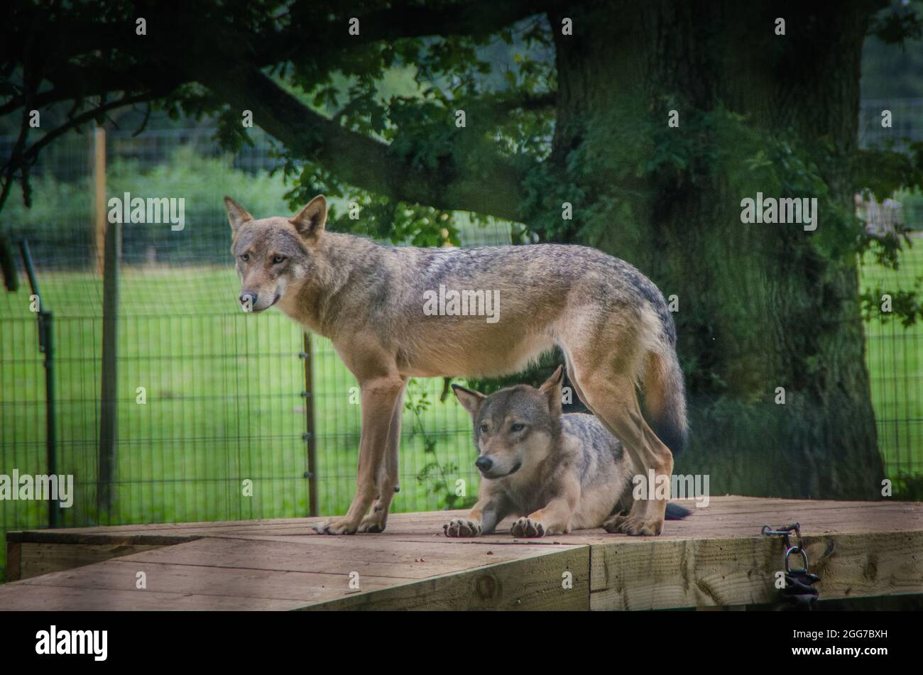 animals at the scottish deer centre Stock Photo Alamy