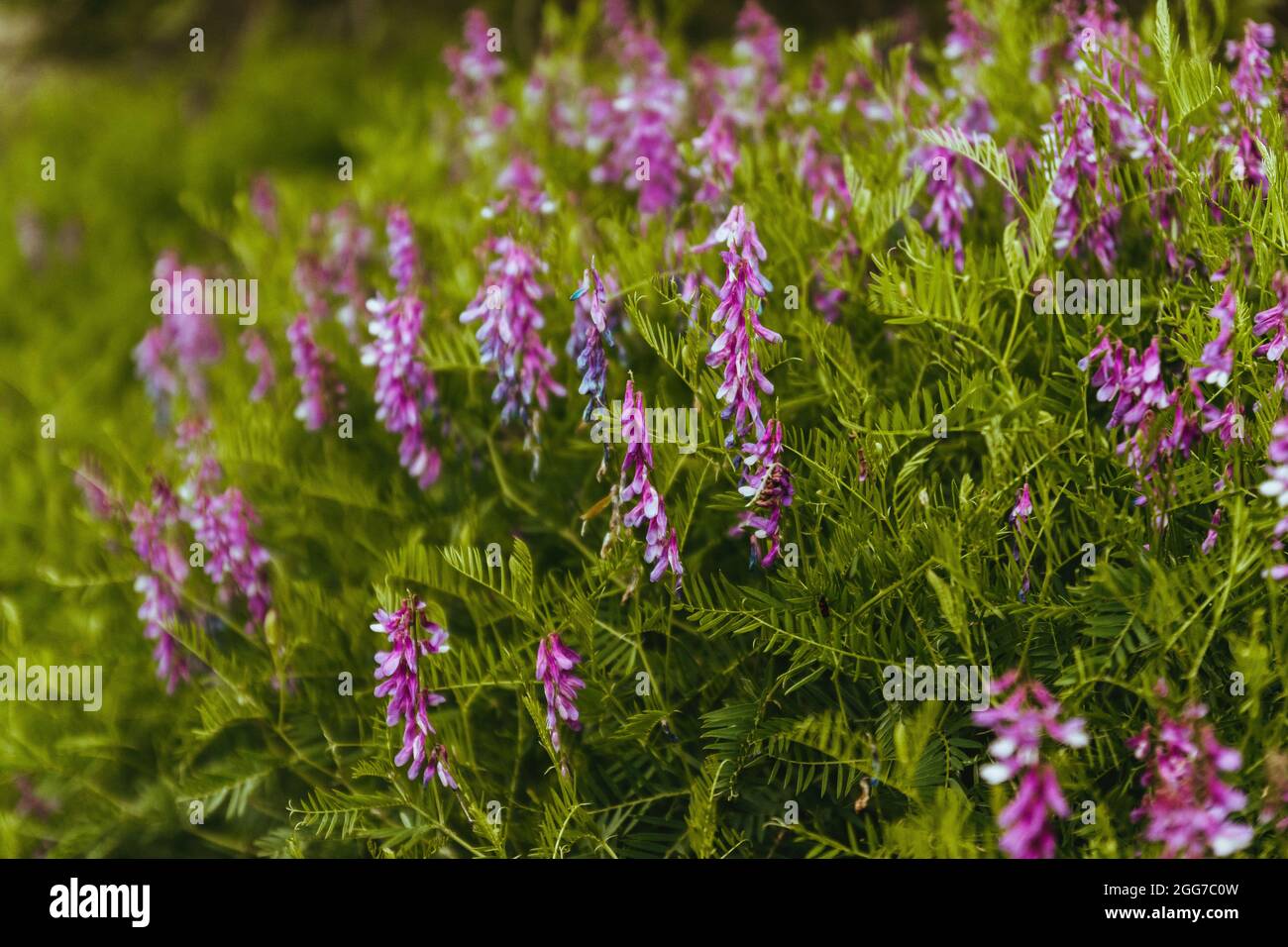 Closeup shot of marsh pea or Lathyrus palustris with blurred background Stock Photo