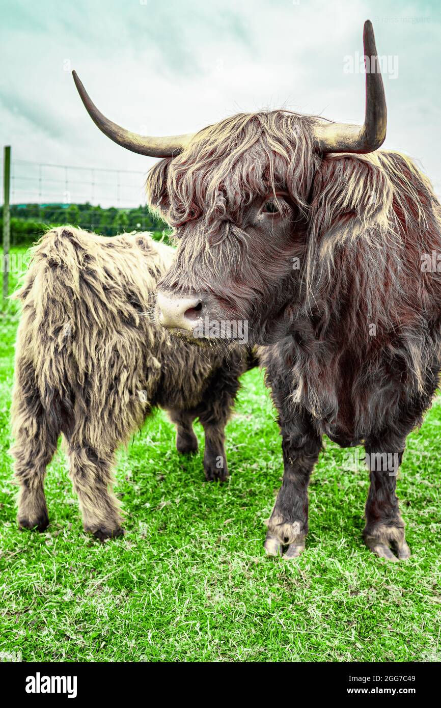 animals at the scottish deer centre Stock Photo