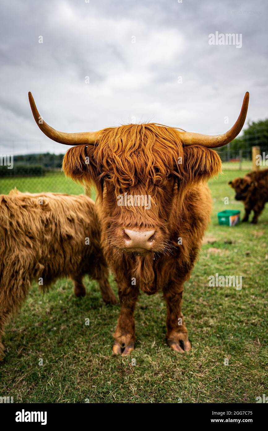 animals at the scottish deer centre Stock Photo Alamy