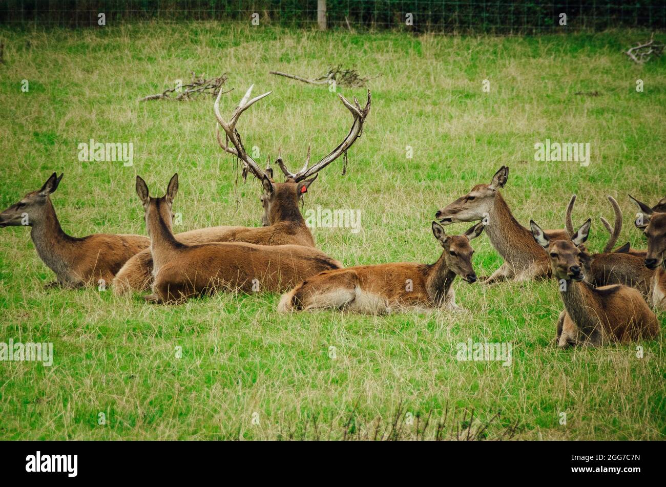 animals at the scottish deer centre Stock Photo