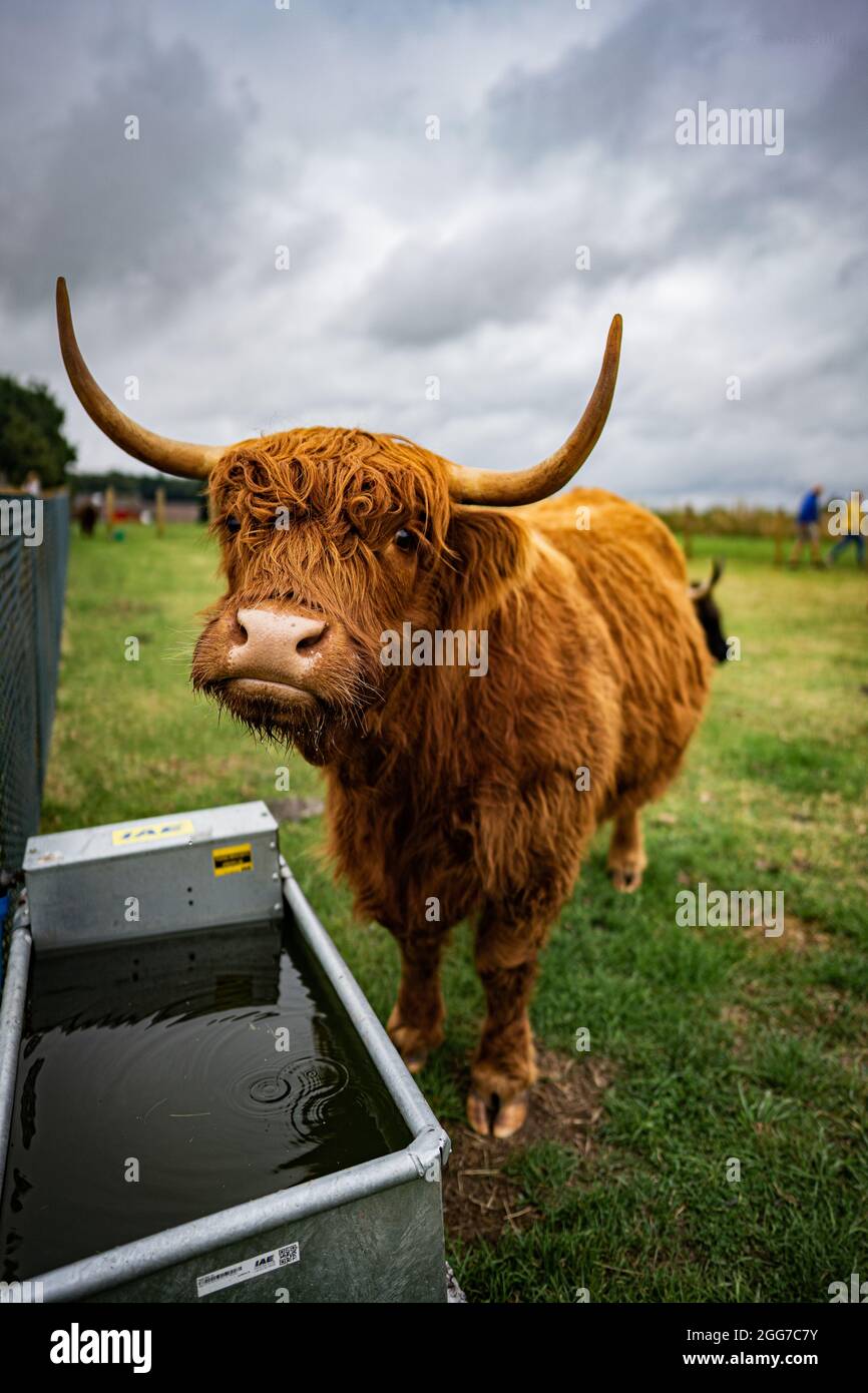 animals at the scottish deer centre Stock Photo Alamy