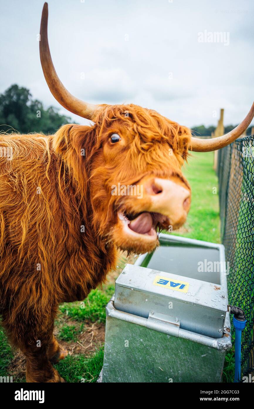 animals at the scottish deer centre Stock Photo