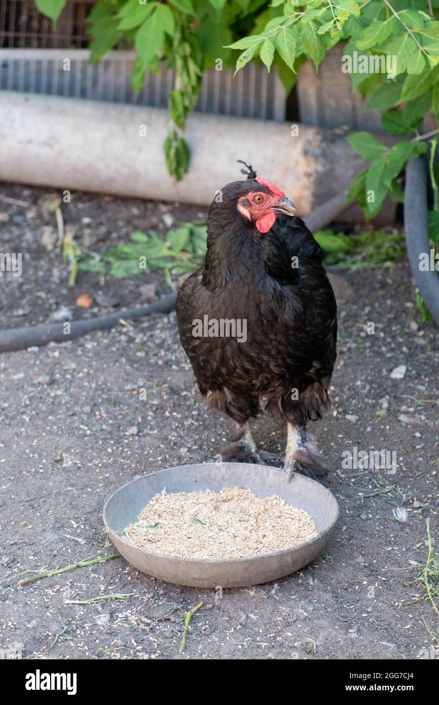 black hen pecks the crust in a cup Stock Photo