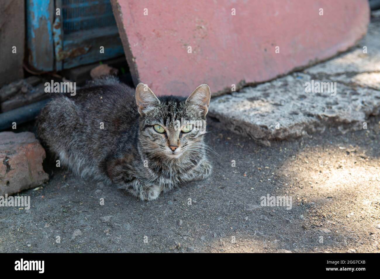 Farm yard cat hires stock photography and images Alamy