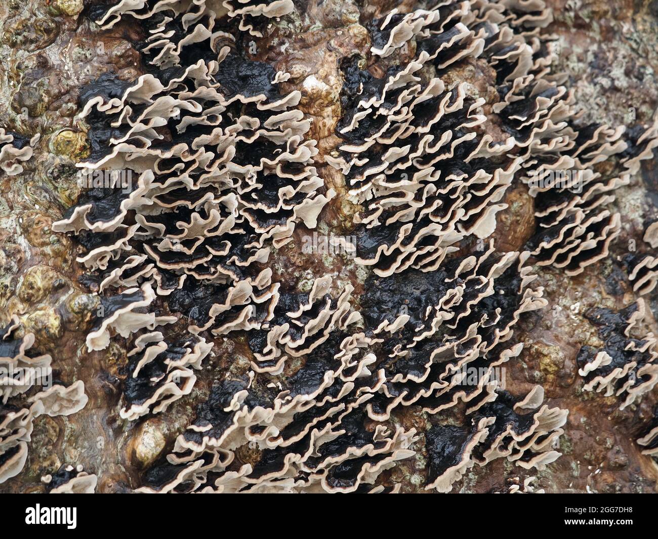 frilly wood-rotting (xylophagous) fungus with black upper surface of fruiting bodies & creamy white below on dead ash tree trunk - Cumbria, England,UK Stock Photo