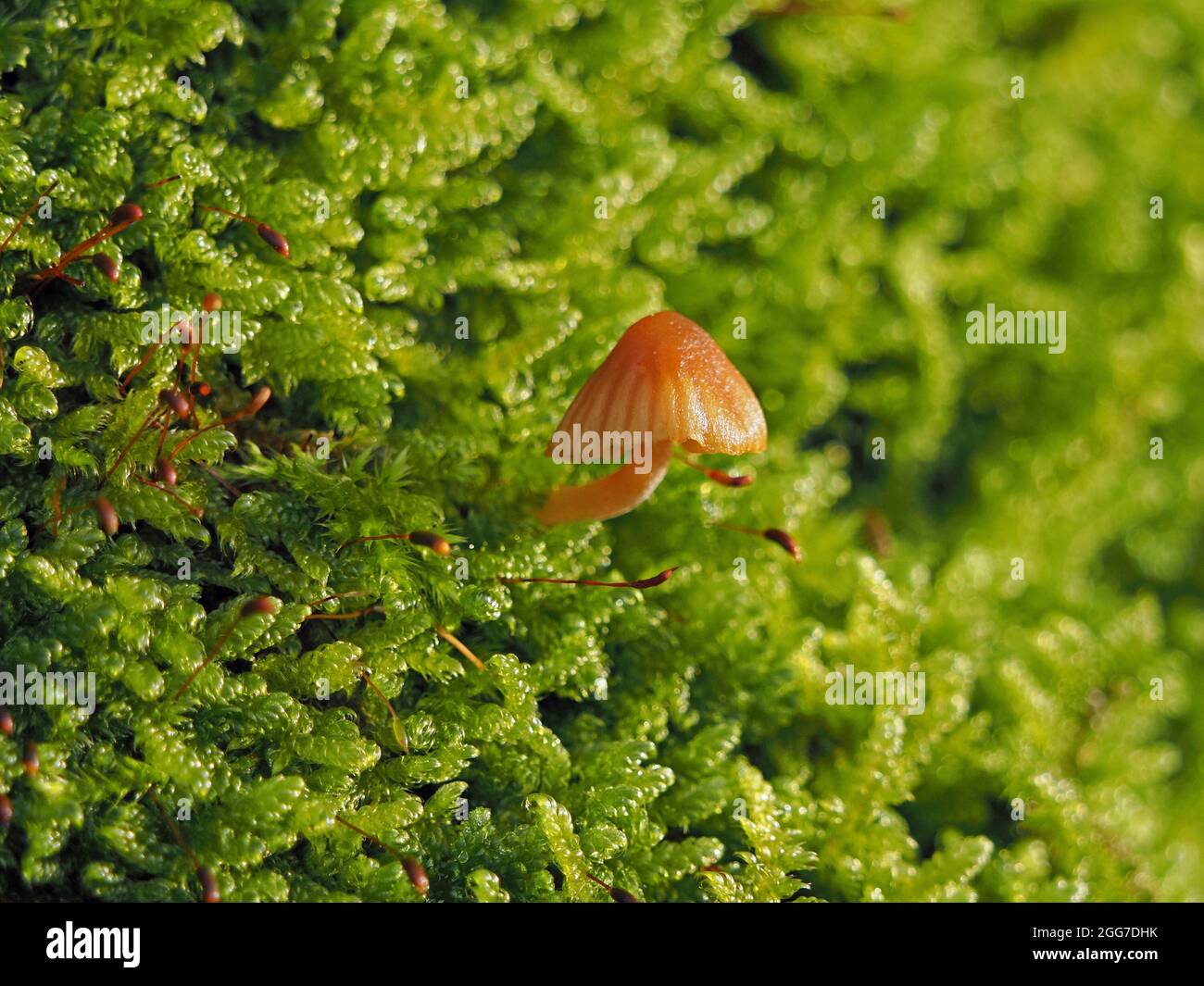 small golden brown fluted fruiting bodies of toadstools (fungus) growing among tiny moss with spore caps on top of a wall in Cumbria, England, UK Stock Photo