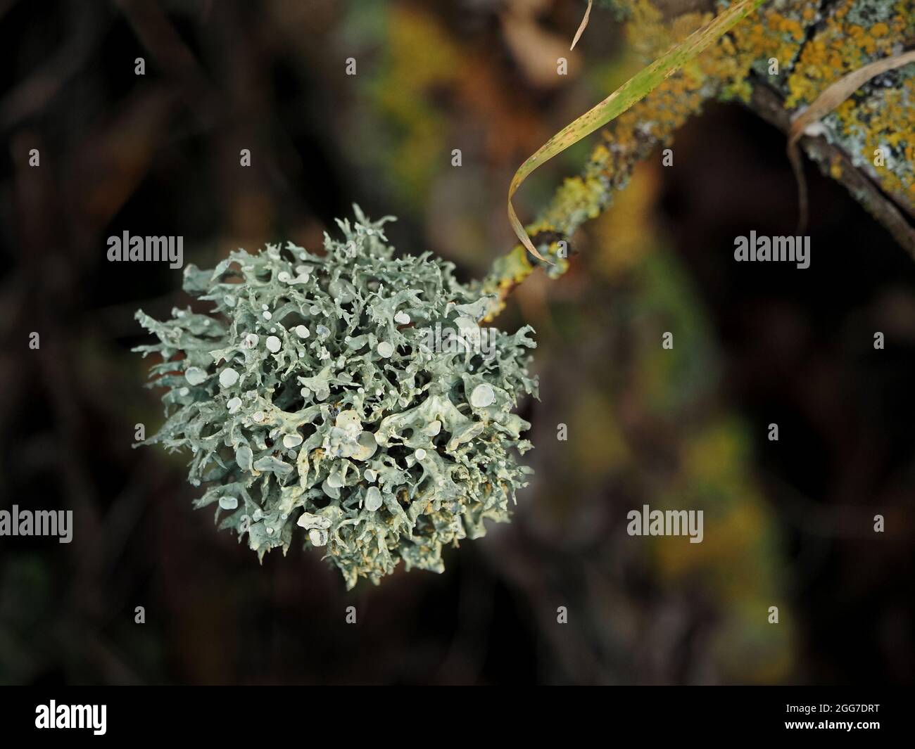 silver grey epiphytic fruticose lichen Ramalina fastigiata growing like a Christmas bauble on twig with yellow foliose lichen in Cumbria, England,UK Stock Photo