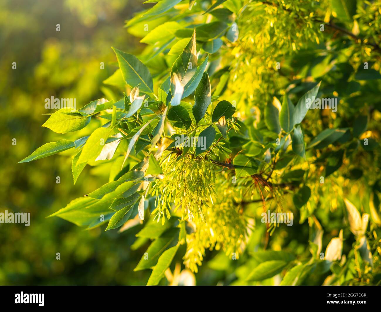 Close up of seeds of the ash, or European ash or common ash, Fraxinus excelsior. Ash tree green leaves with seeds Stock Photo