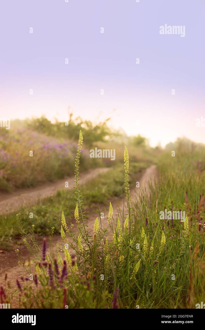 Roadside wildflowers people hi-res stock photography and images - Alamy