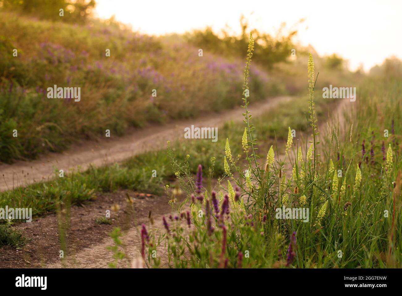 Roadside wildflowers people hi-res stock photography and images - Alamy