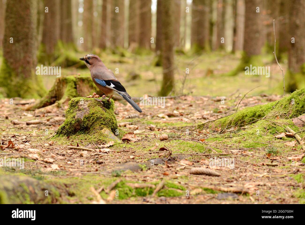 A selective side profile of a Eurasian jay (Garrulus glandarius) standing in a tree stump in the forest Stock Photo