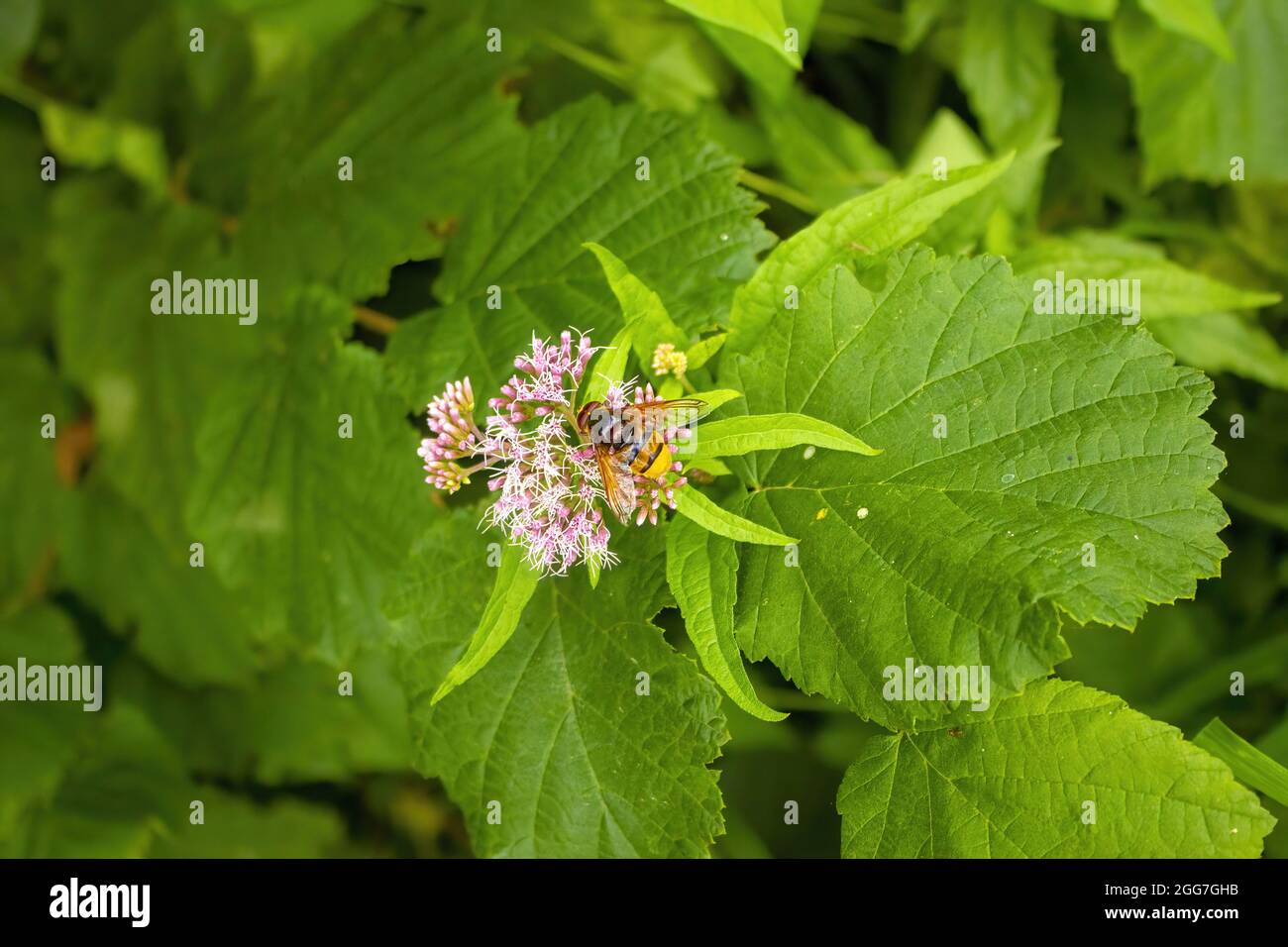 A bee sipping nectar from a pink Eupatorium flowers in the meadow Stock Photo