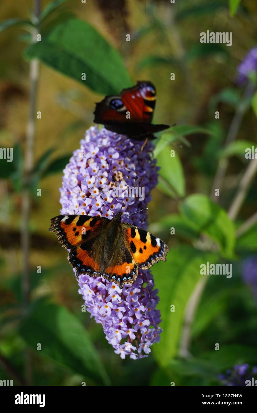 Butterflies on Buddleja davidii Stock Photo - Alamy