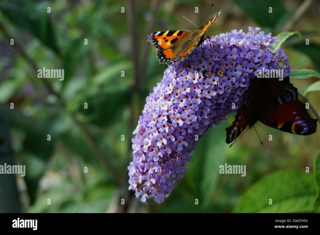 Butterflies on Buddleja davidii Stock Photo - Alamy