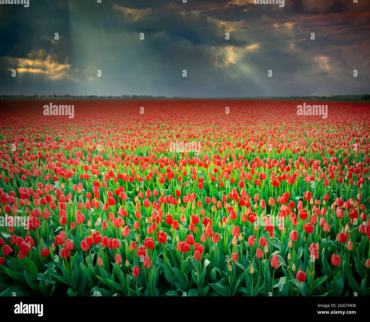 NL - PROV.FRIESLAND:  Field of Tulips near Rutten Stock Photo