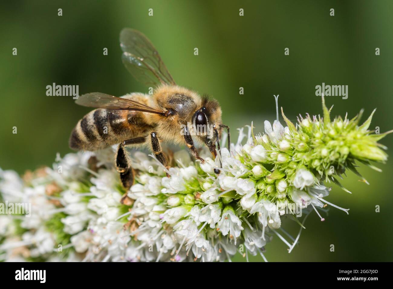 honey bee in mint flower Stock Photo Alamy