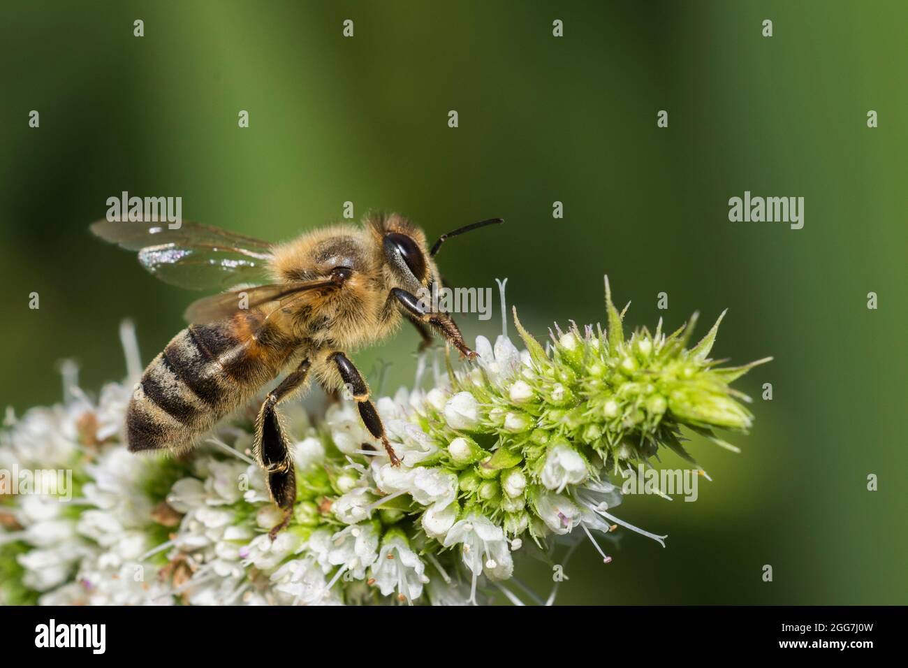honey bee in mint flower Stock Photo Alamy