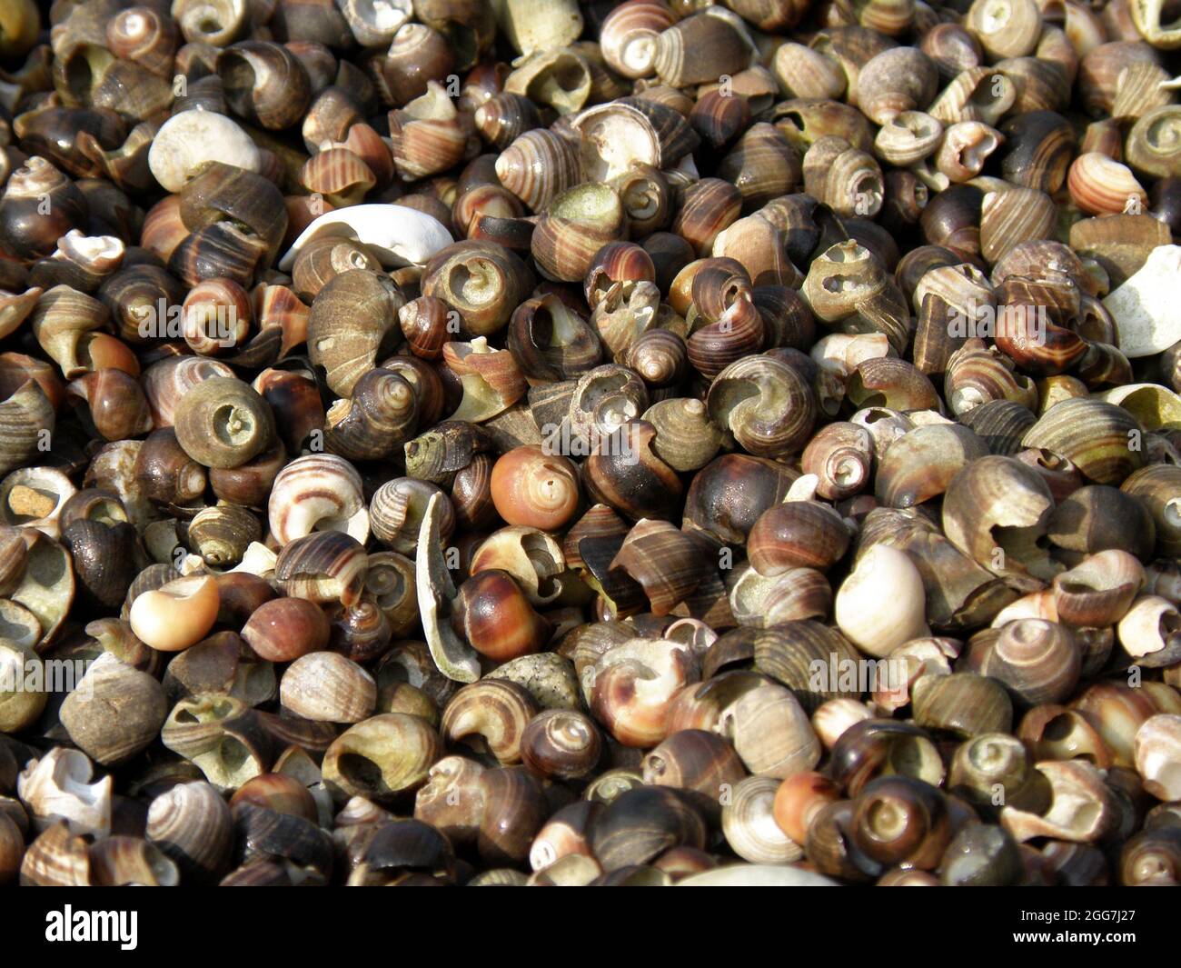 Snail in maine hi-res stock photography and images - Alamy